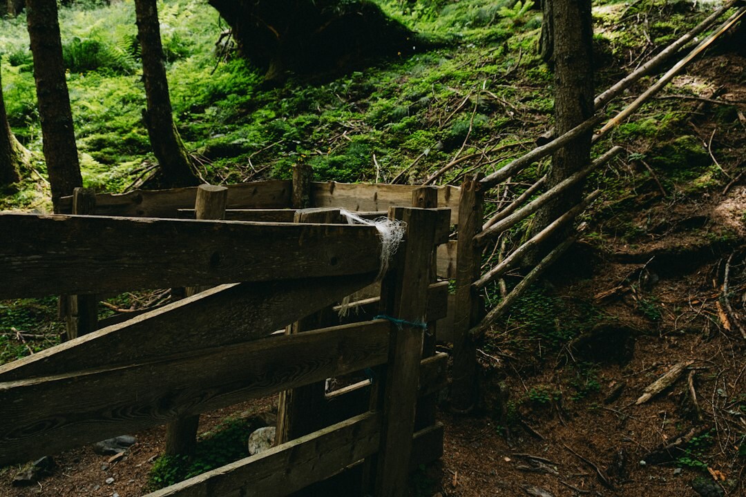 alpine forest path