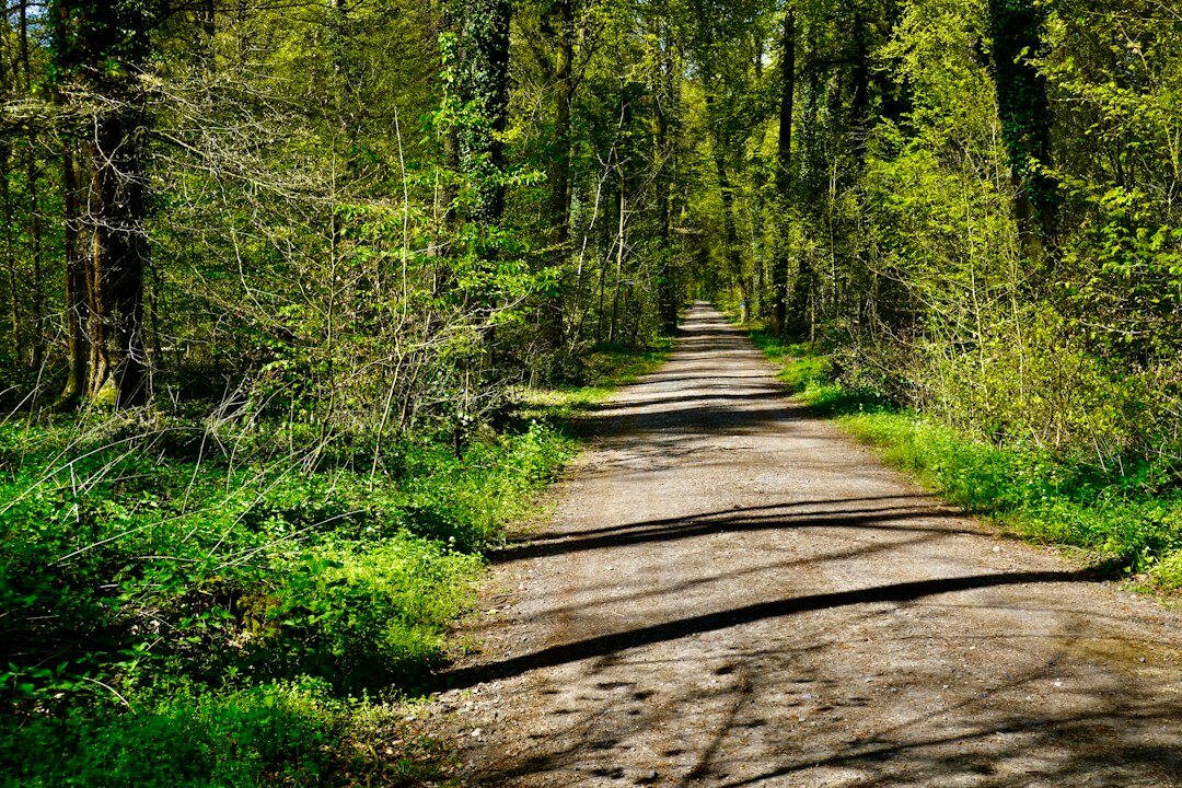 swiss forest trail